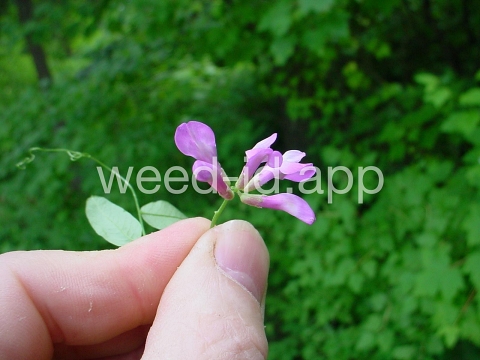 vetch, American